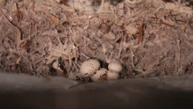 Mushrooms sprouting from soil over time
