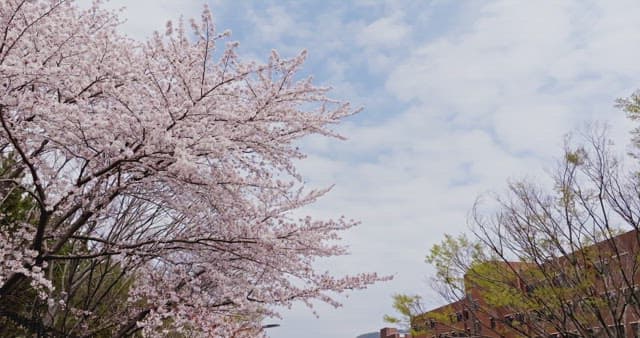 Cherry blossoms in full bloom near buildings