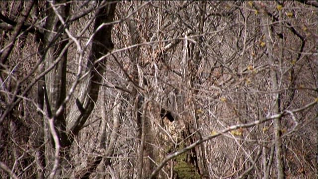 Bear in winter forest