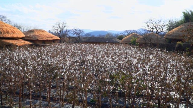 White cotton field next to a simple thatched cottage on a sunny day
