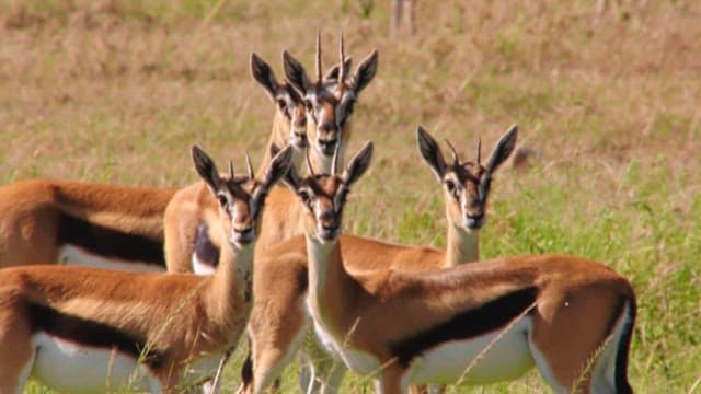 Antelopes Looking Closely at Their Surroundings on the Plains