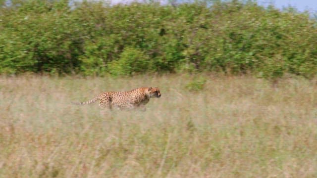 Cheetah Chasing Prey in the Wild