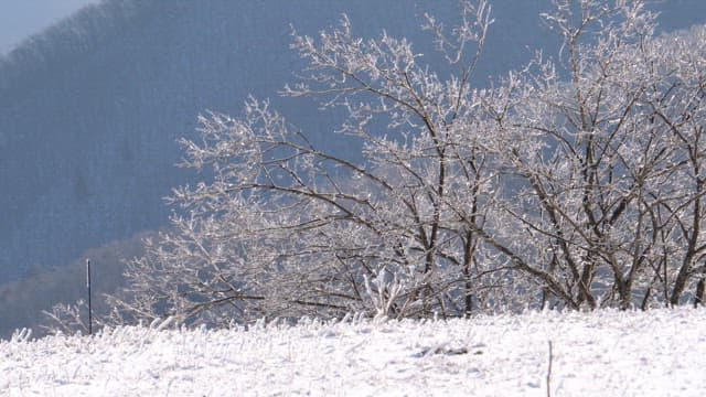 Frost-covered trees in of a snowy landscape