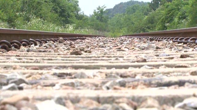 Railroad Track Surrounded by Foliage