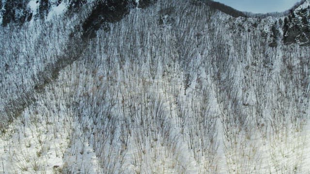 Desolate Tree Forest Covered with Snow in Winter