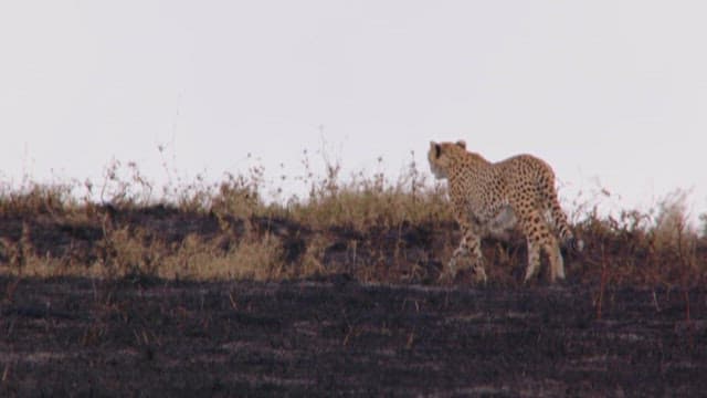 Cheetah Scouting Across Scorched Terrain