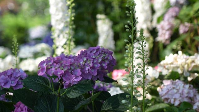 Blooming Hydrangeas in Lush Garden