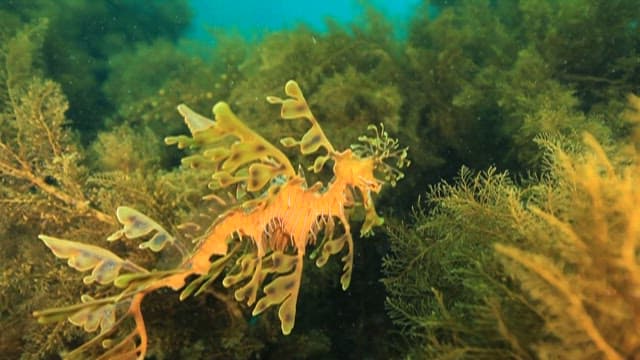 Leafy Seadragon Swimming Through Seaweed