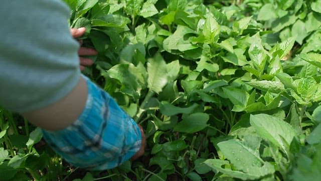 Harvesting Fresh Korean Thistle in the Sunlit Field