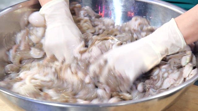 Webfoot octopus kneading in a large basin