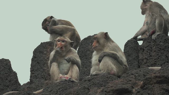 Monkeys Gathering on Ancient Stone Ruins