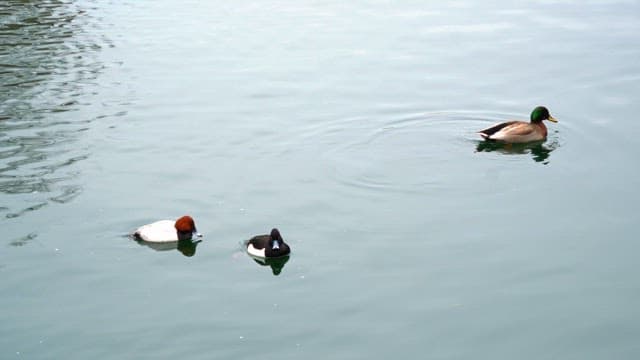 Ducks swimming leisurely in tranquil water