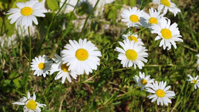 Vibrant daisies blooming in a sunny garden