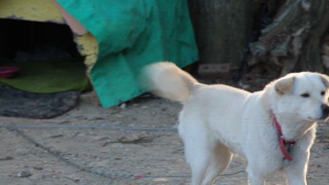White Jindo dog with a red collar outdoors