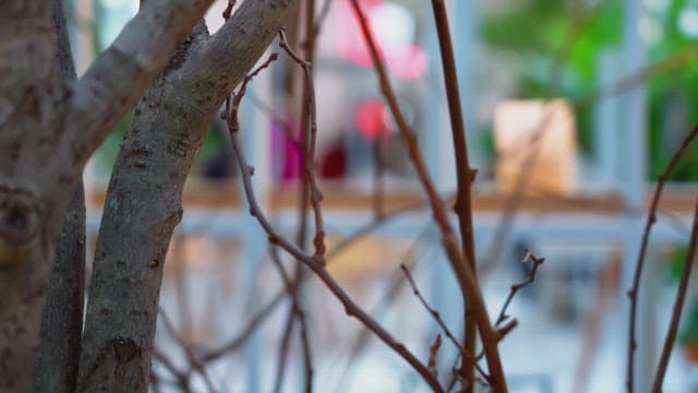 Branches in an indoor garden