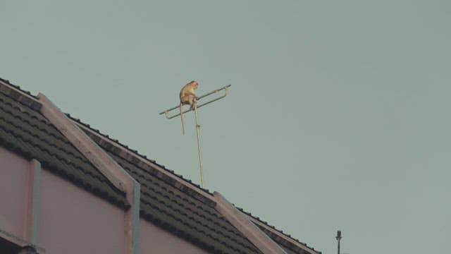 Monkey Sitting on a Rooftop Antenna During the Day
