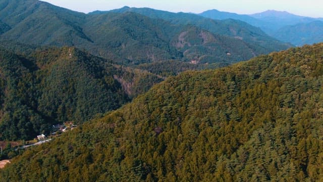 Road through a Forested Landscape