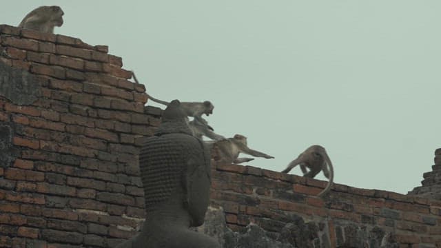 Monkeys Playing on Ancient Temple Ruins