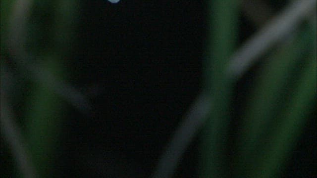 Dragonfly Emergence in Natural Habitat