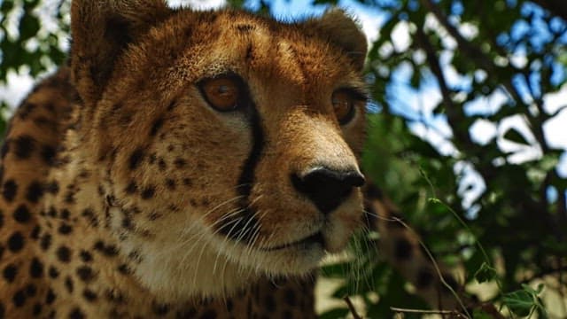 Cheetah Holding its Breath and Waiting for the Moment