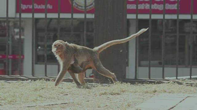 Urban Monkeys Roaming in the City