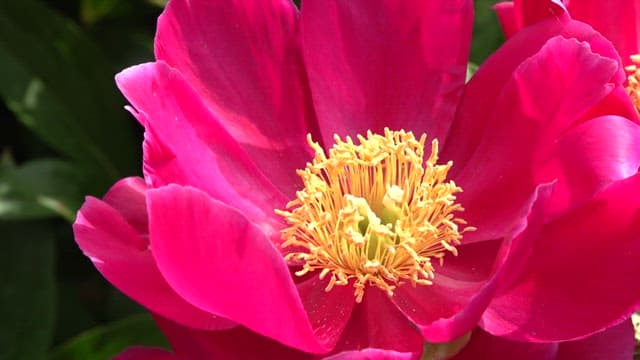 Vibrant Pink Peony Blooming Outdoors