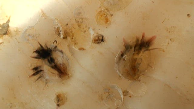 Close-up of a arrowworm in sea