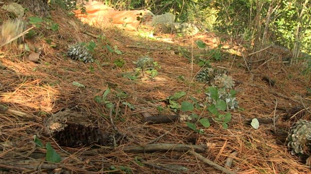 Pine nuts falling on the forest floor