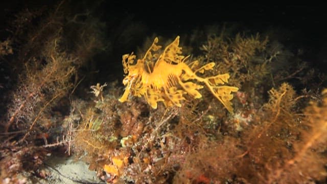 Leafy Seadragon Swimming Through Coral