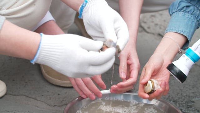 Separating clams and flesh with gloved hands
