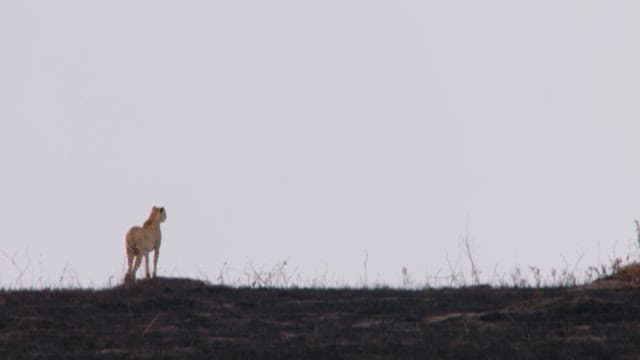 Cheetah Scouting Across Scorched Terrain