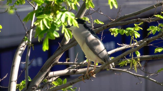 Quabird perched on a branch with leaves swaying nearby