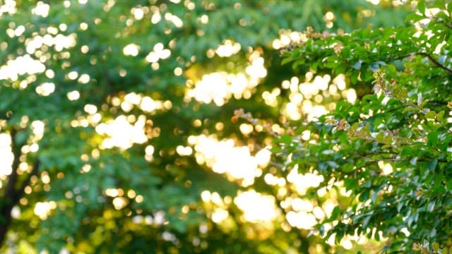 Sunlight filtering through the dense green trees in a serene forest