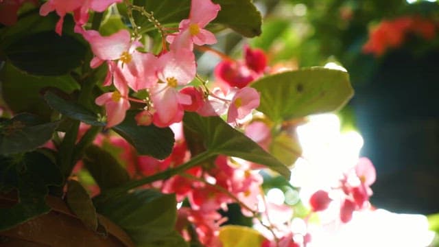 Sunlight Filtering Through Blooming Flowers