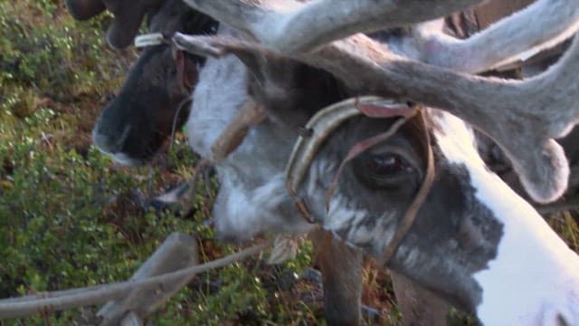 Reindeer Raised in Their Natural Habitat