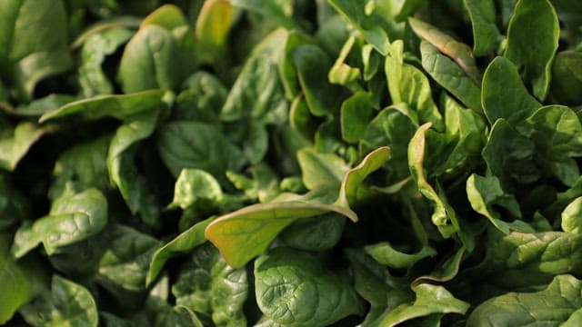 Fresh spinach leaves growing in a garden