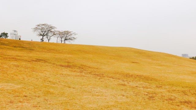 Tranquil Open Field Overlooking Buildings