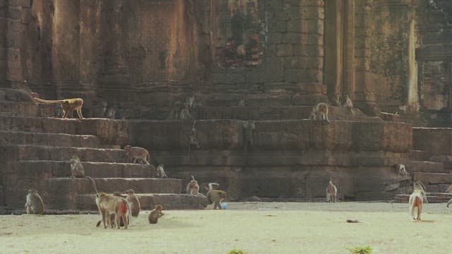 Monkeys Roaming Ancient Temple Ruins