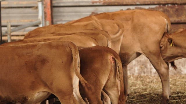 Cows Feeding in a Barn