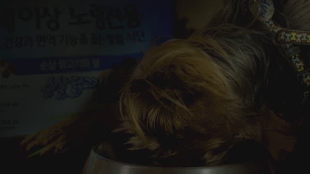 Dog vigorously eating from a feeding bowl in dark room