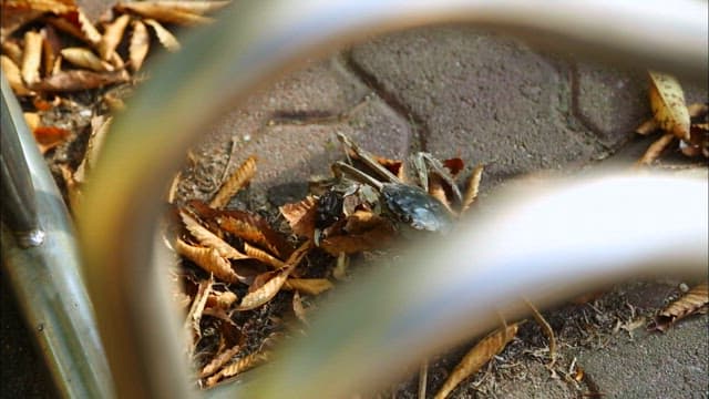 Crab amidst Autumn Leaves