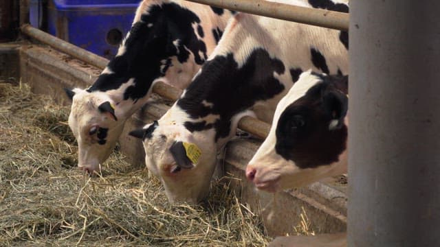 Dairy cows eating inside a metal fence in a barn