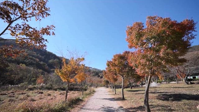 Serene Pathway Through Autumn Trees