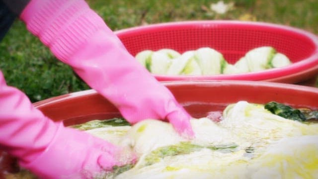 Washing fresh cabbage in clean water with rubber-gloved hands