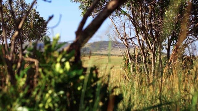 Tranquil Grassland Landscape and Animal Resting Within It
