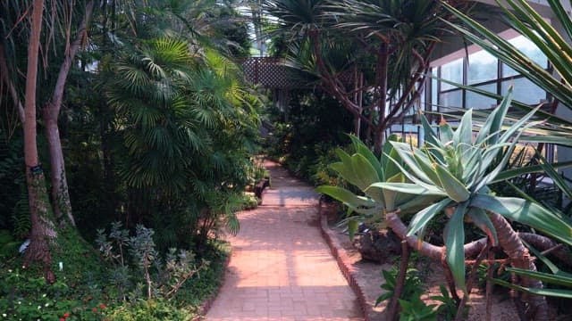 Pathway in a lush greenhouse garden