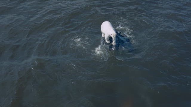 Polar bear swimming in the ocean