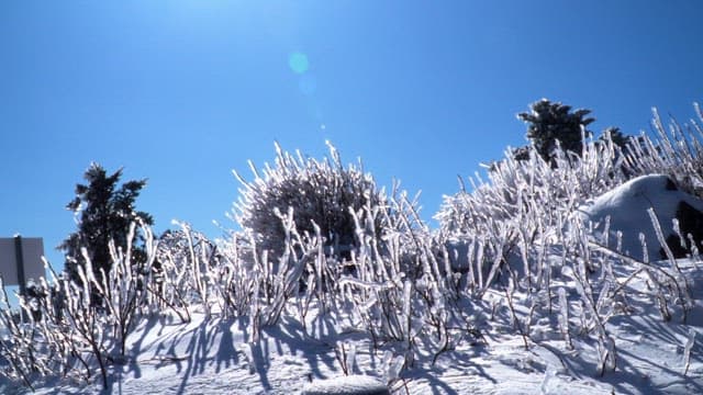 Frozen bushes and snow under a clear blue sky