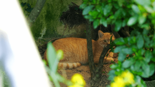 Cat resting under a bush