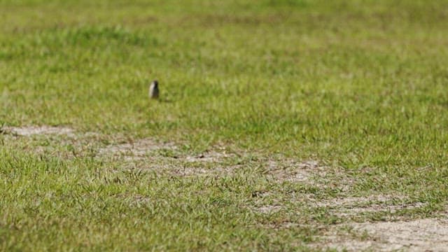 Bird Hopping Alone on the Grass